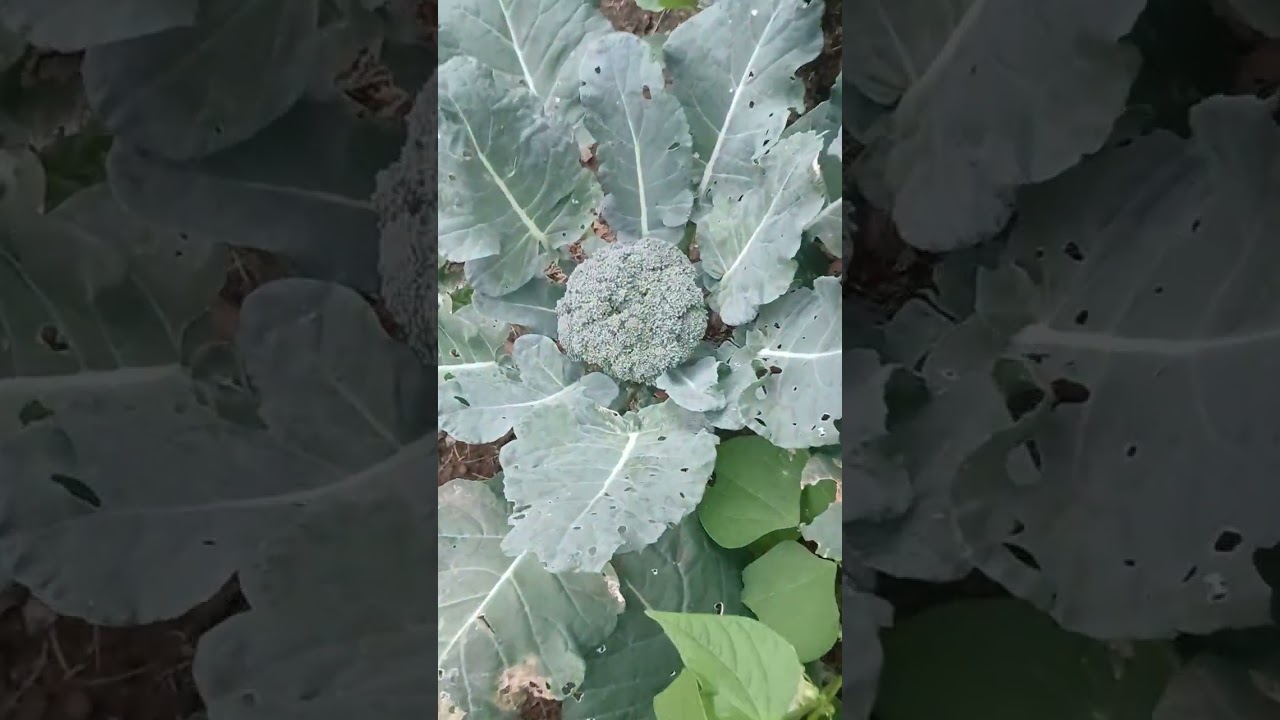 #garden #mybackyardgarden