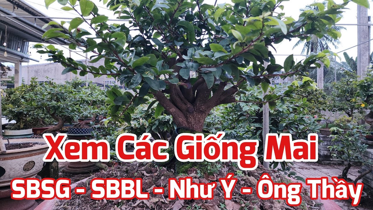 Tham Khảo C&aacute;c Giống Mai Gh&eacute;p - SBSG - SBBL - Như &Yacute; - &Ocirc;ng Thầy