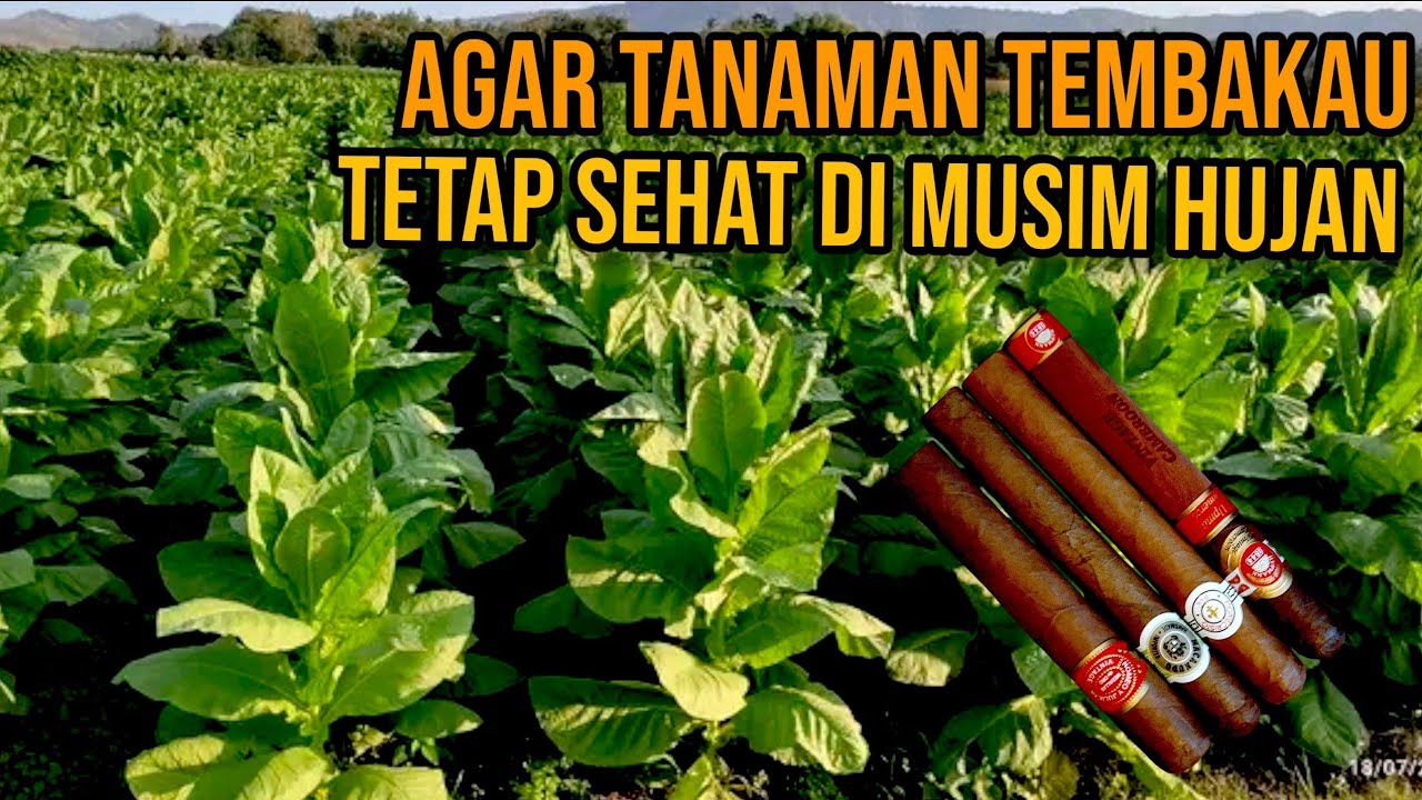 Tembakau Naos di musim hujan || Tembakau cerutu Jember
