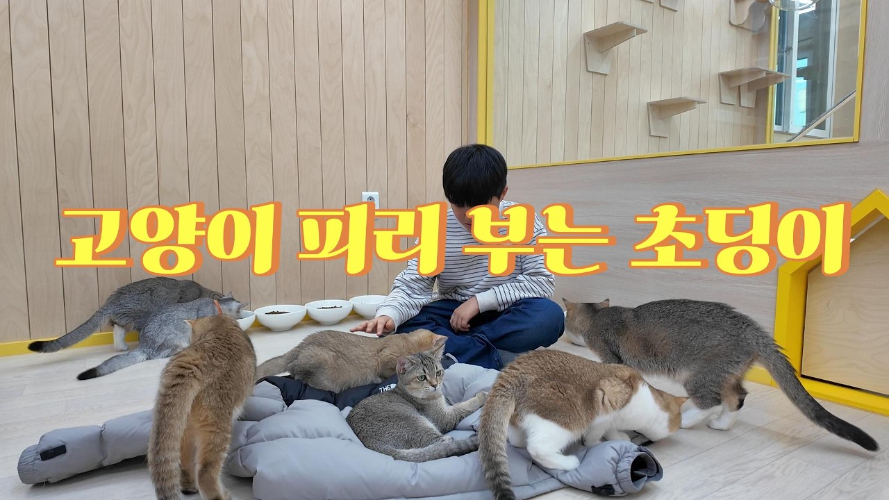 🐱고양이 떼를 이끄는 '초딩 피리부는 사나이' 등장ㅋㅋㅋ (feat. 패딩)