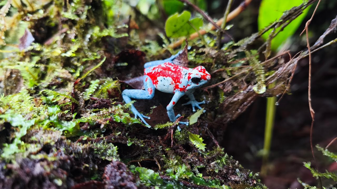 Oophaga sylvatica Koi in it's natural habitat