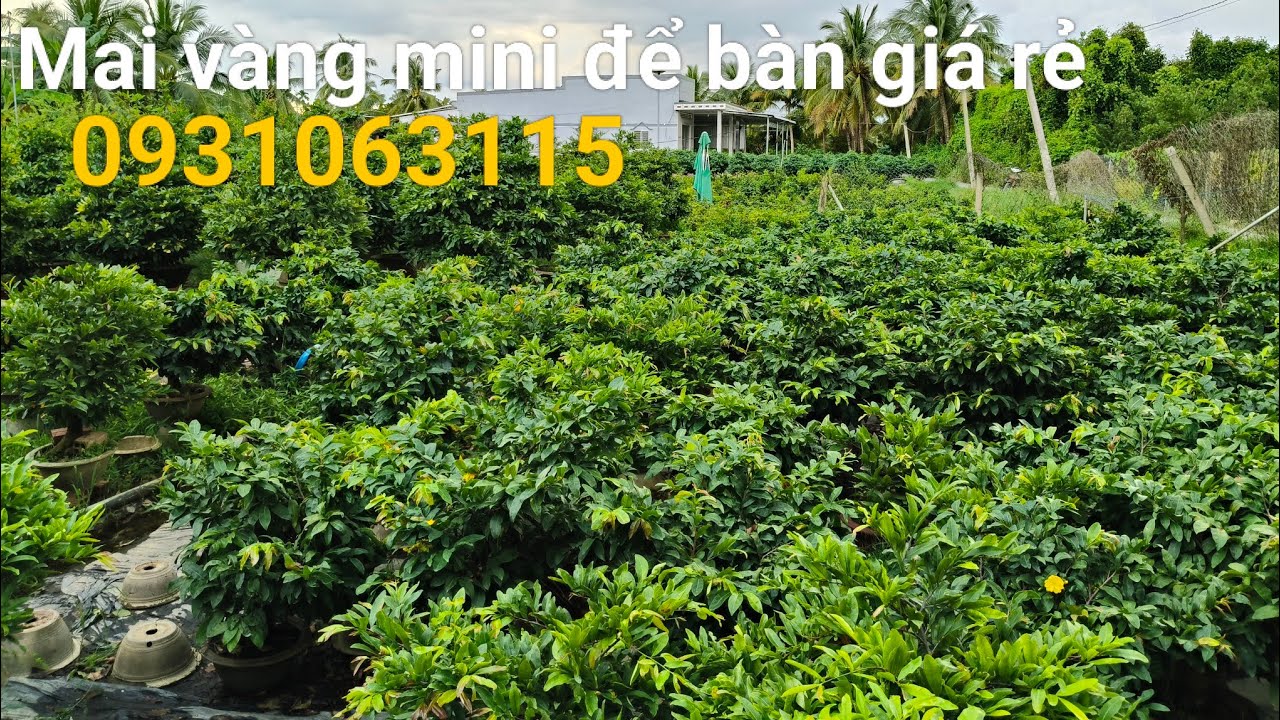 23/10 Huỳnh 0931063115 vàng chơi tết bonsai để bàn giá rẻ 