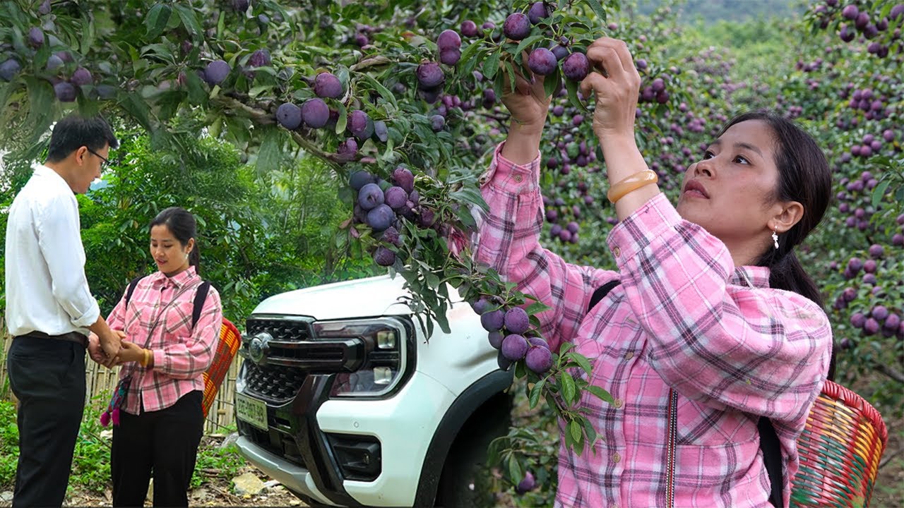 Linda Harvests Northern Plum To Sell – CEO Quang Worries And Picks Up And Drops Off Linda