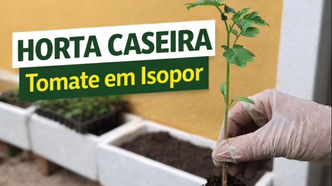 Cultivo de Tomate em Caixa de Isopor | Horta em Casa