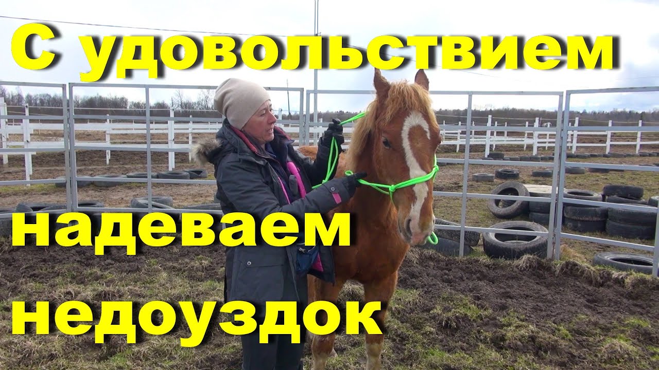 Надеваем недоуздок с удовольствием. Маленький конь Клёвый.