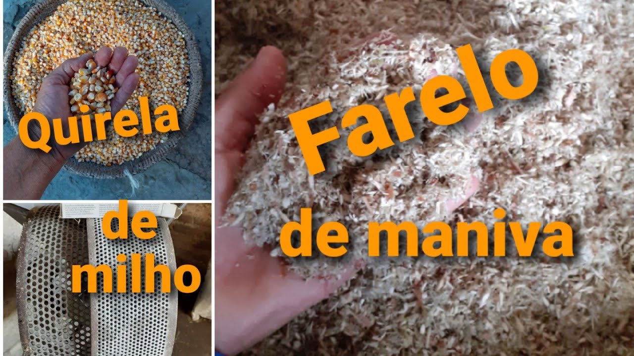 Fazendo farelo / quirela de milho / e farelo de maniva, para alimentar  ovinos, e bovinos