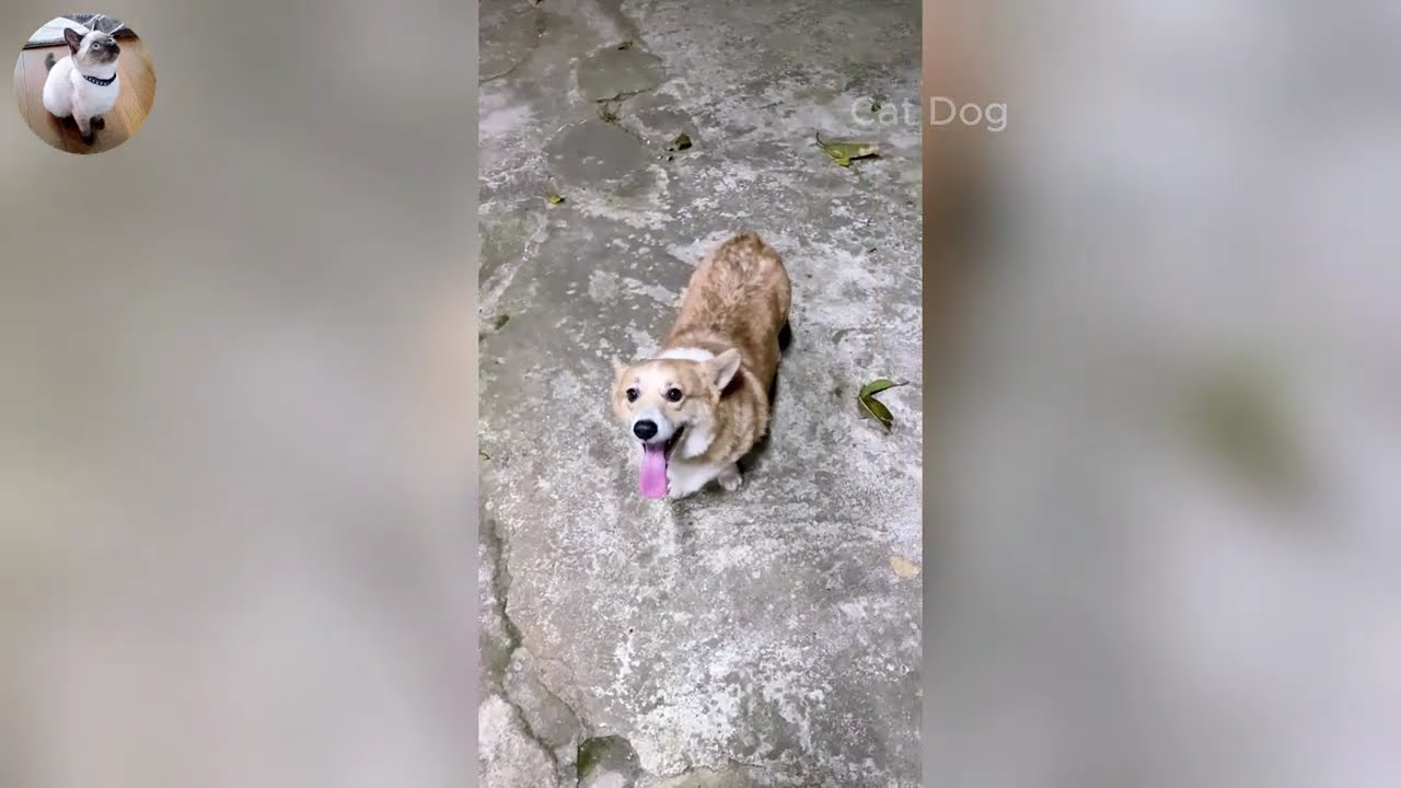 Funniest Cats and Dogs Videos 2026🐈🐕Try Not To Laugh😜 Part 39