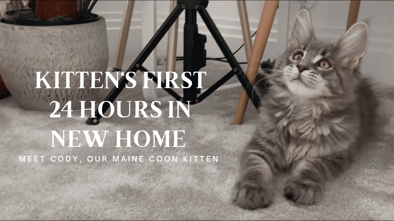 Kitten’s First Day Home (Meet Our Maine Coon Kitten, Cody!)