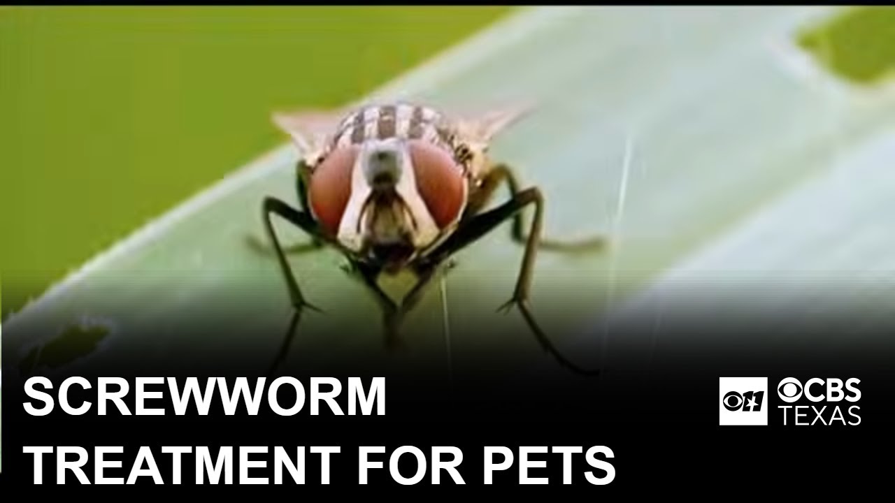 FDA gives emergency approval to new screwworm treatment for dogs and cats