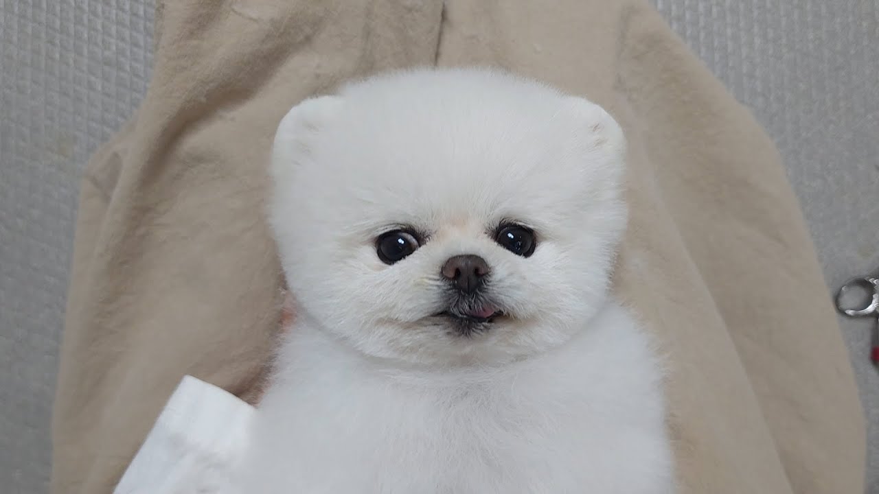 슨생님! 뚱뚱한 곰돌이로 부탁드려요