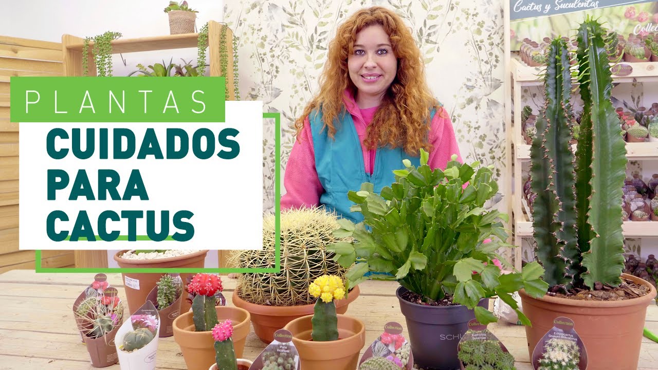 Cactus: tipos, cuidados y trucos | Plantas en VERDECORA