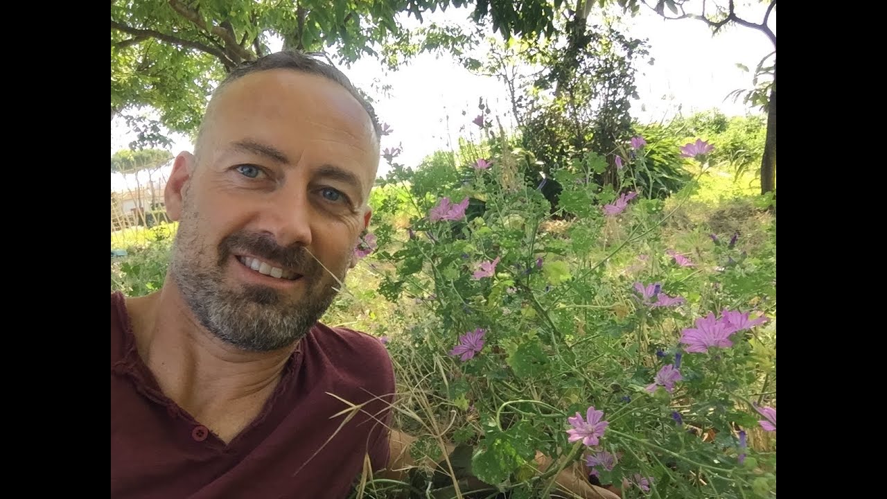 MALVA: benefici, proprieta' e magia e....ACQUA DI SAN GIOVANNI