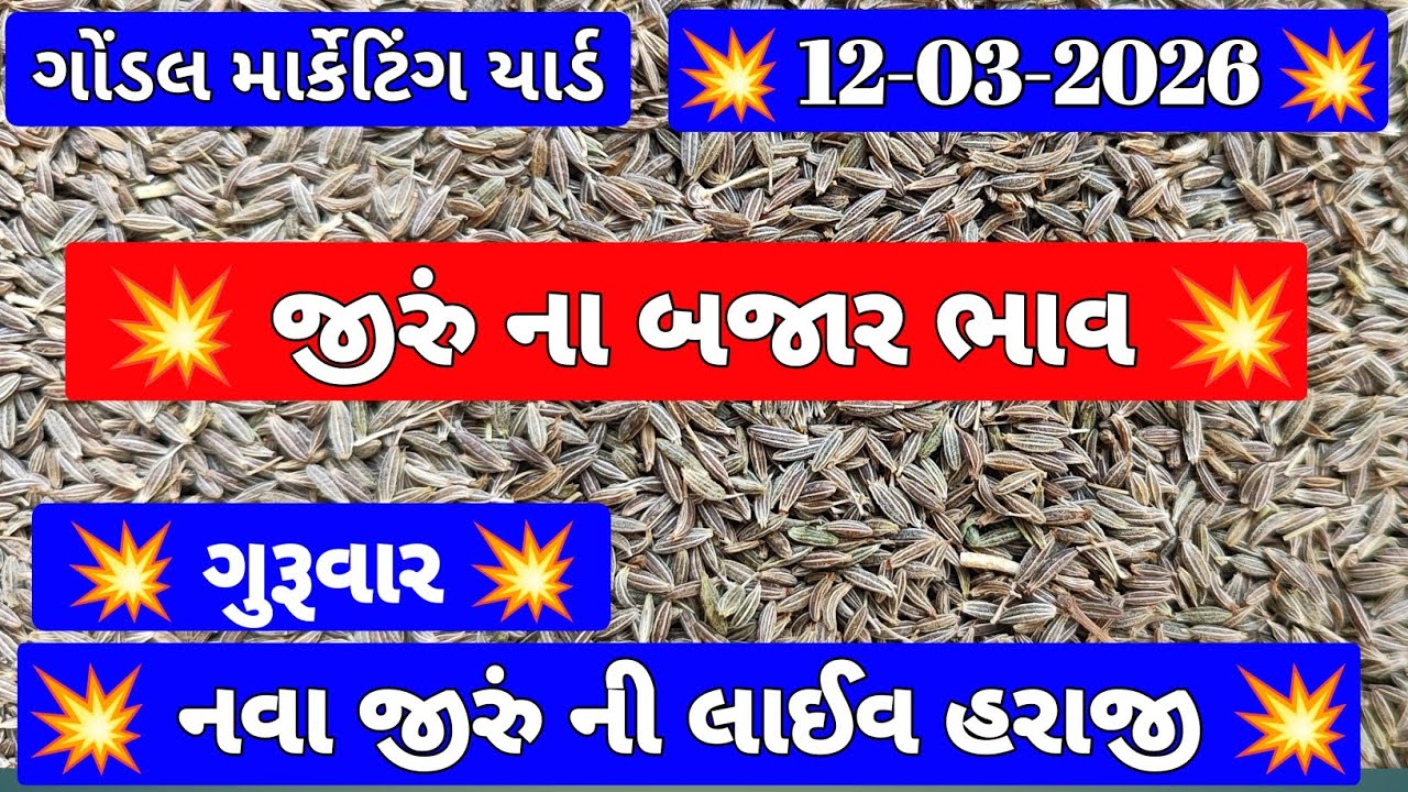 JEERA NA BHAV | 12-03-2026 | જીરા ના બજાર ભાવ | Cumin Market Price | ગોંડલ માર્કેટ યાર્ડ ના ભાવ