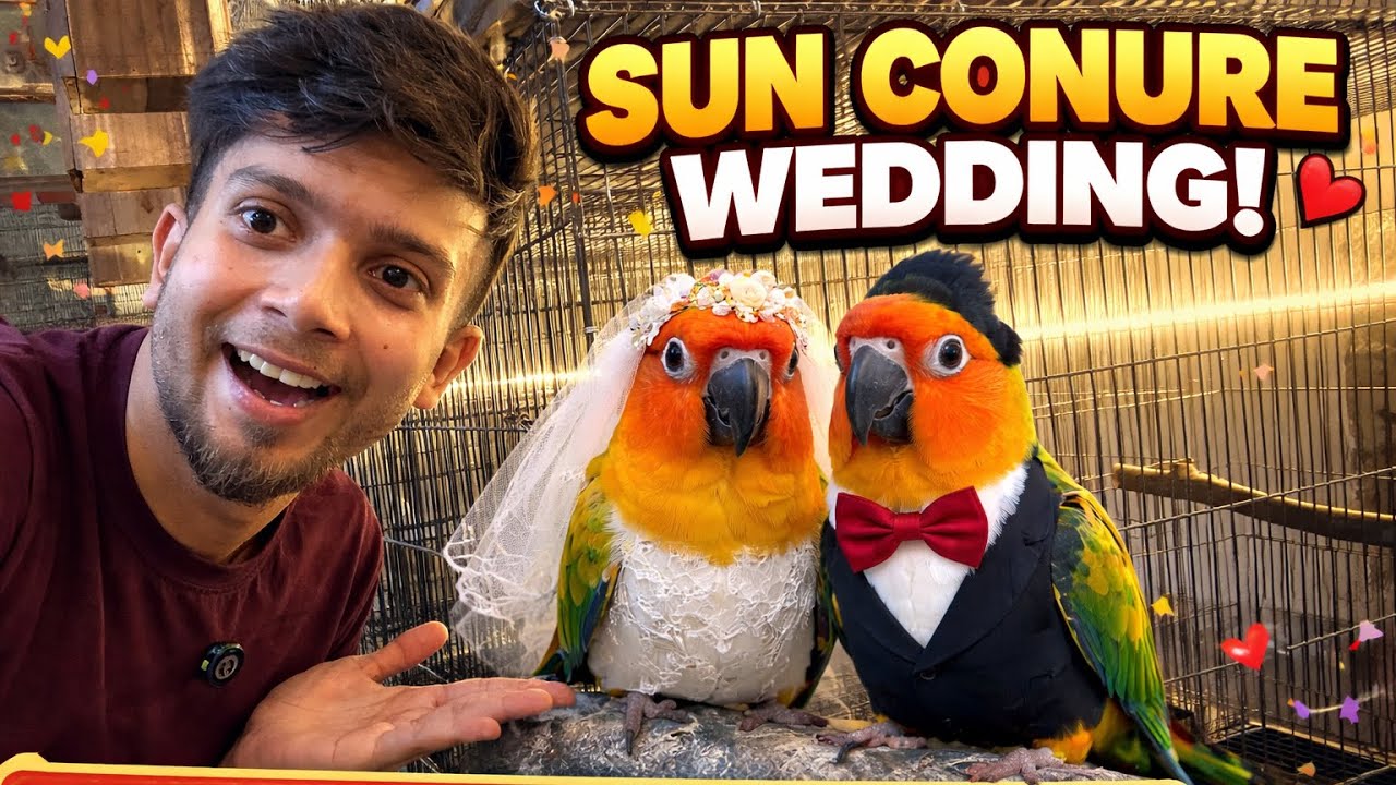আজকে আমাদের পিংকির শুভ বিবাহ 😍 #wedding #birds #parrot 