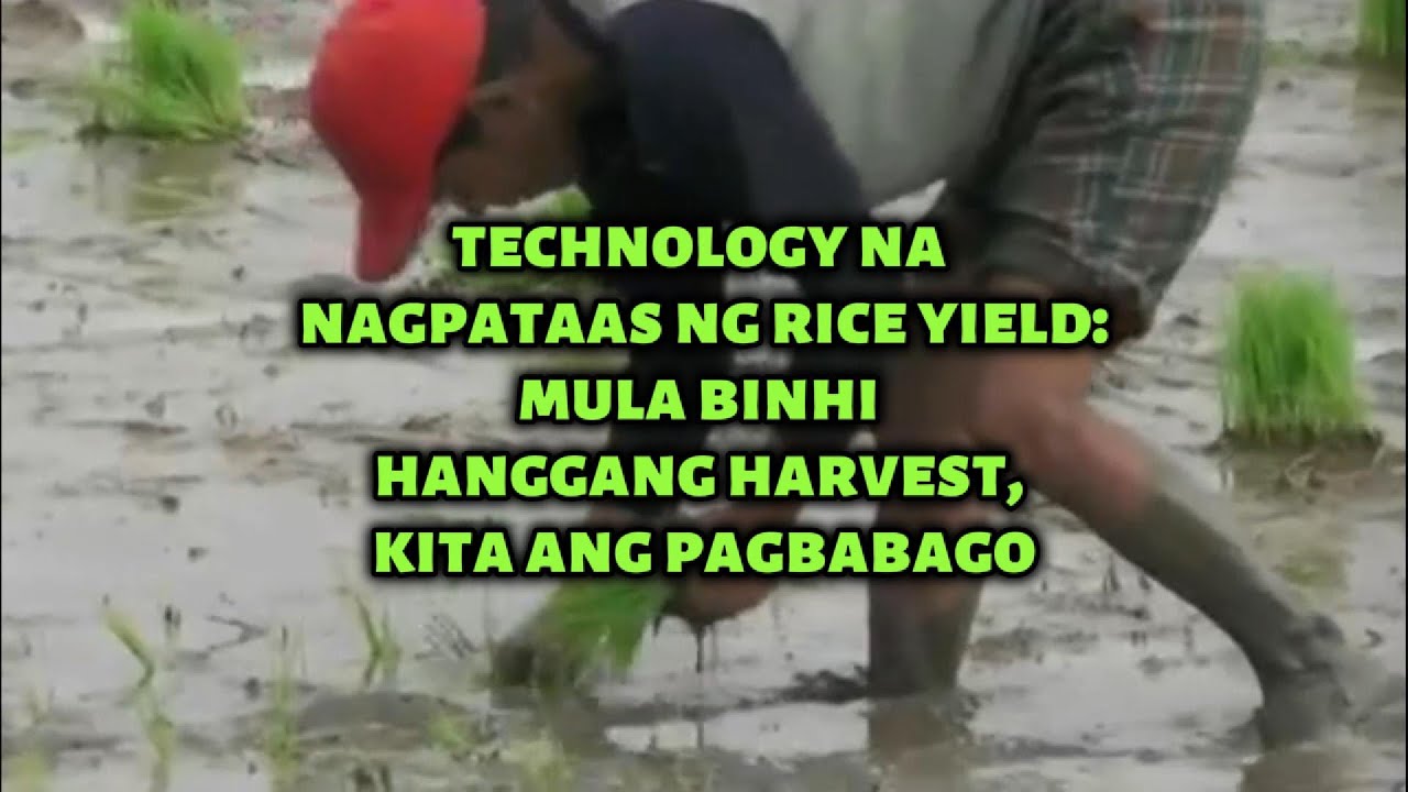 “Technology na Nagpataas ng Rice Yield: Mula Binhi Hanggang Harvest, Kita ang Pagbabago”