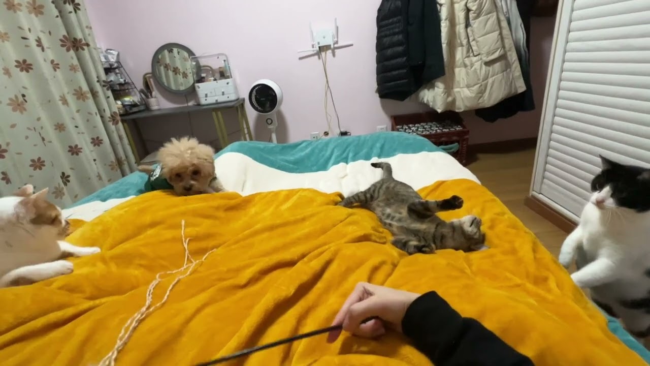 相亲相爱的一家人～宠物日常记录#猫狗双全  和谐相处的一天