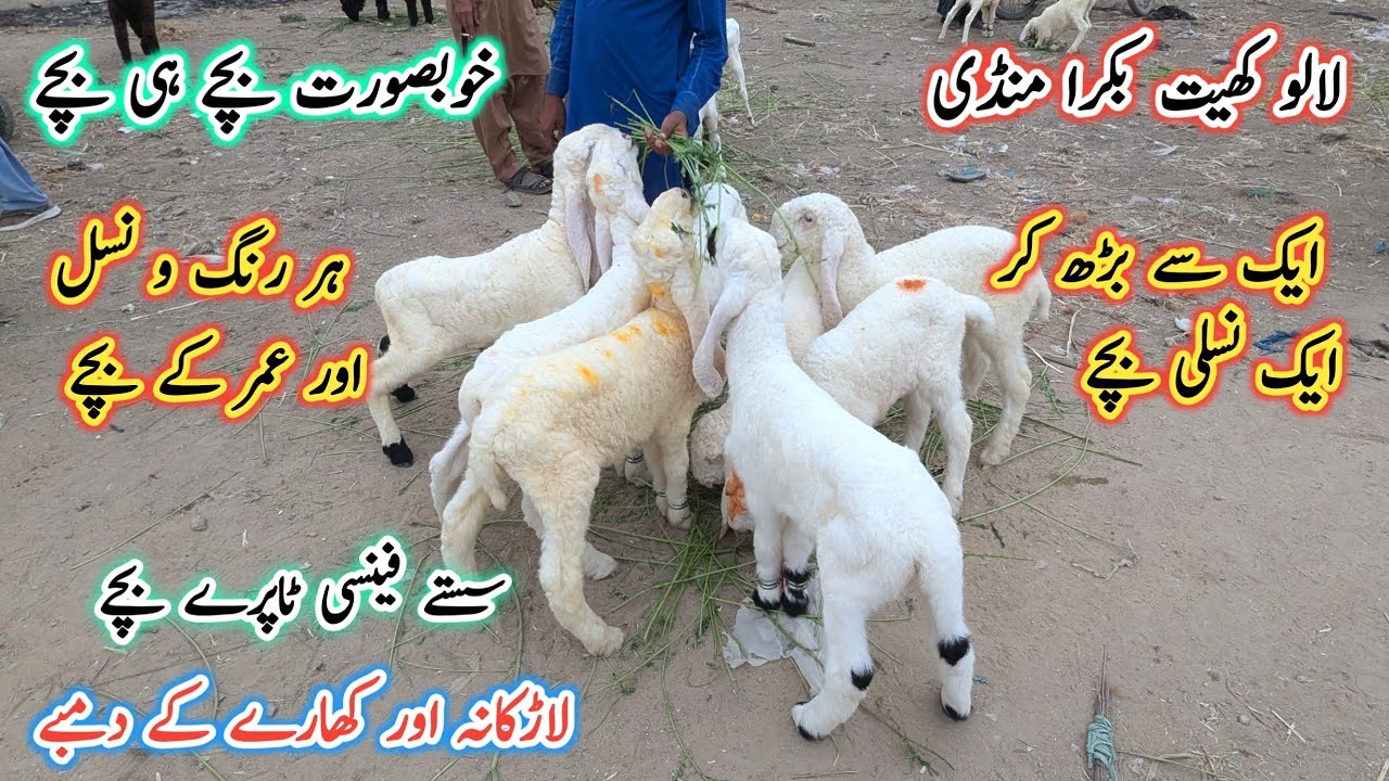 Lalukhet bakra mandi latest update l Larkana Dumba Kids l Pakistan Bakra Mandi 2025 l Bakra Mandi l