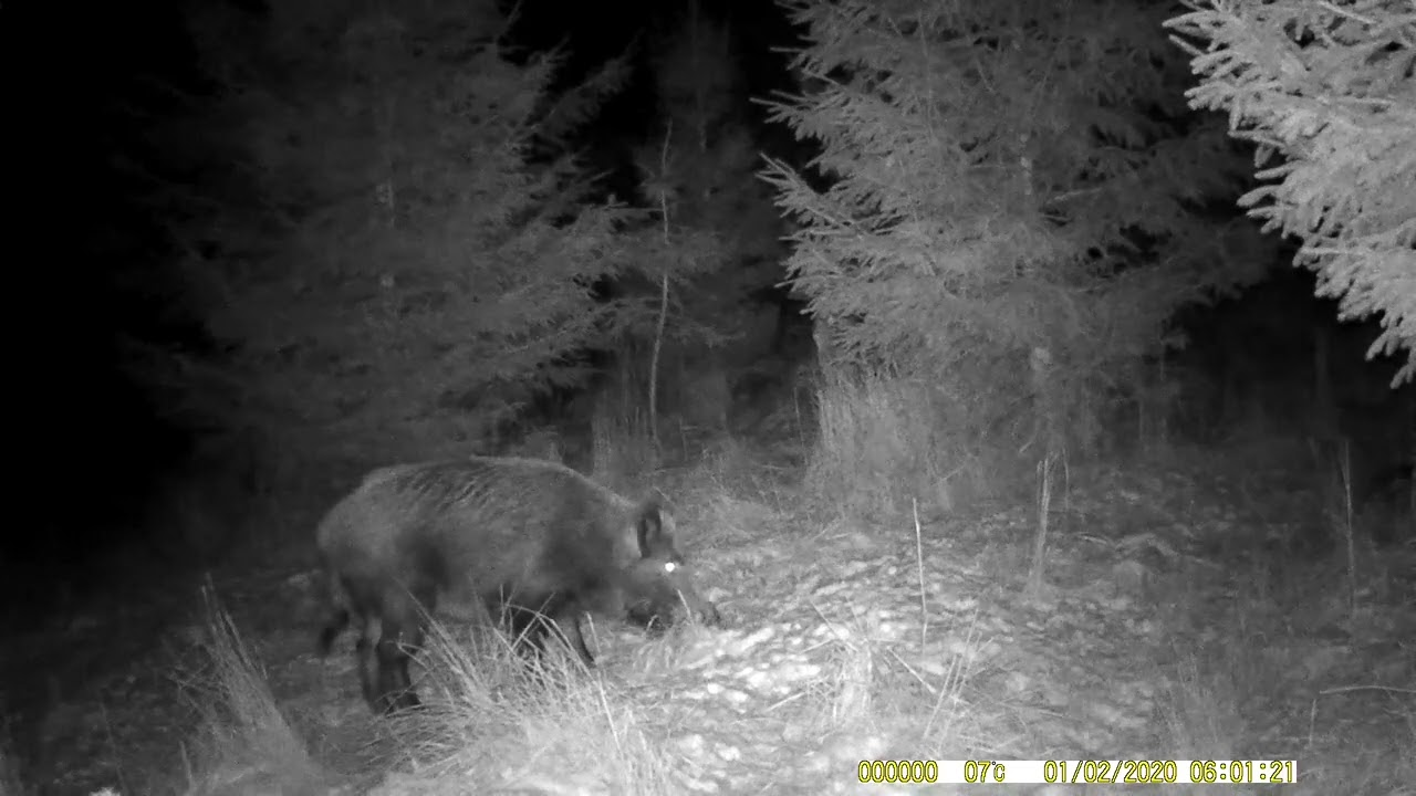FOTOPAST MORAVA 14, 2/2026 #nature #myslivost#JAGD#woods#POLOWANIE#HUNTING#krásná příroda#CHASSE