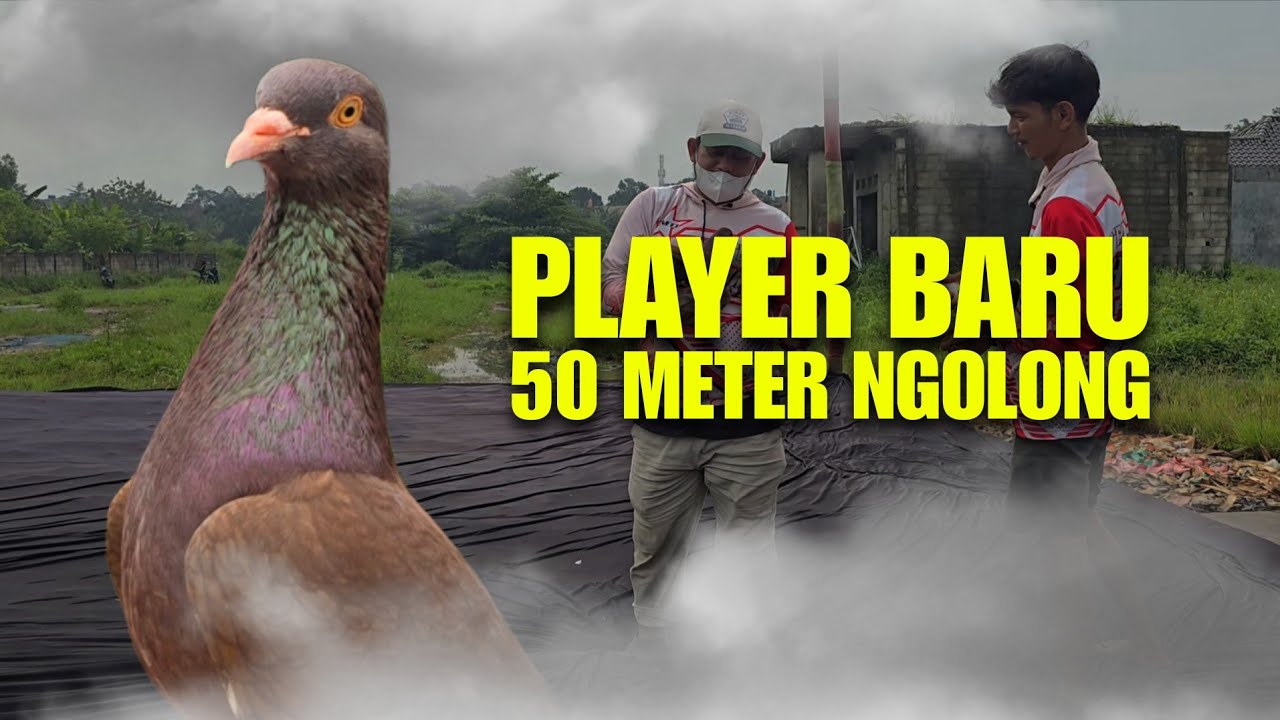 PLAYER BARU SUPER STABIL 50 METER NGOLONG