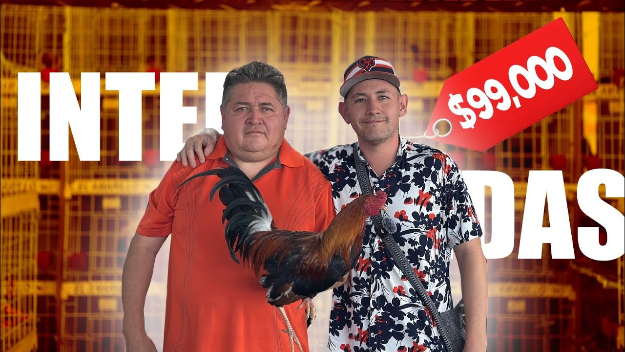 🔍 ¿Intercontinental de Arandas Cuánto cuestan los gallos y gallinas ? 🐓💰