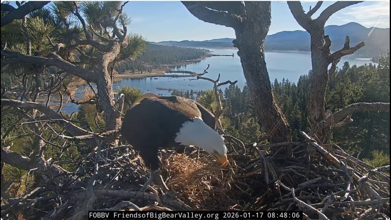 Jackie and Shadow are making the crib 17.01.2026 @FOBBVCAM