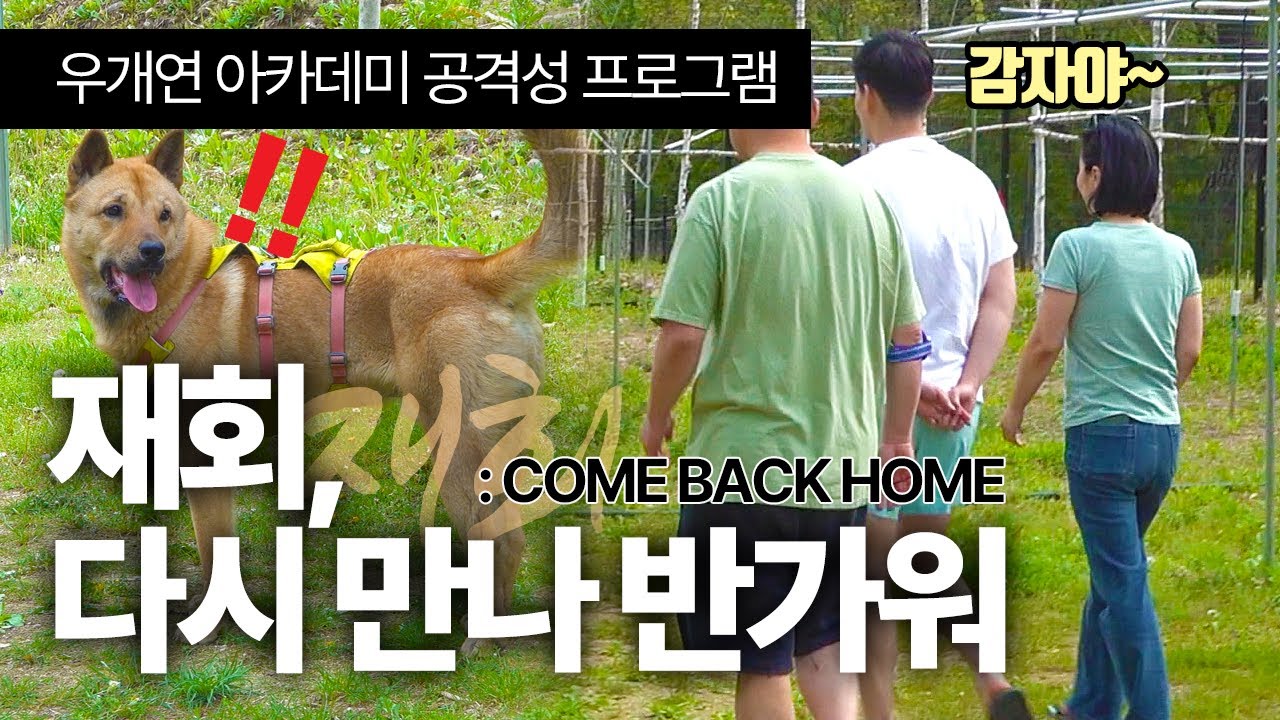 ep.4 재회 🏠 집으로 돌아갈 준비를 시작한 감자 🐕❤️ 우개연 공격성 프로그램 #진돗개입질 #사람무는개 #강아지공격성 #강아지훈련