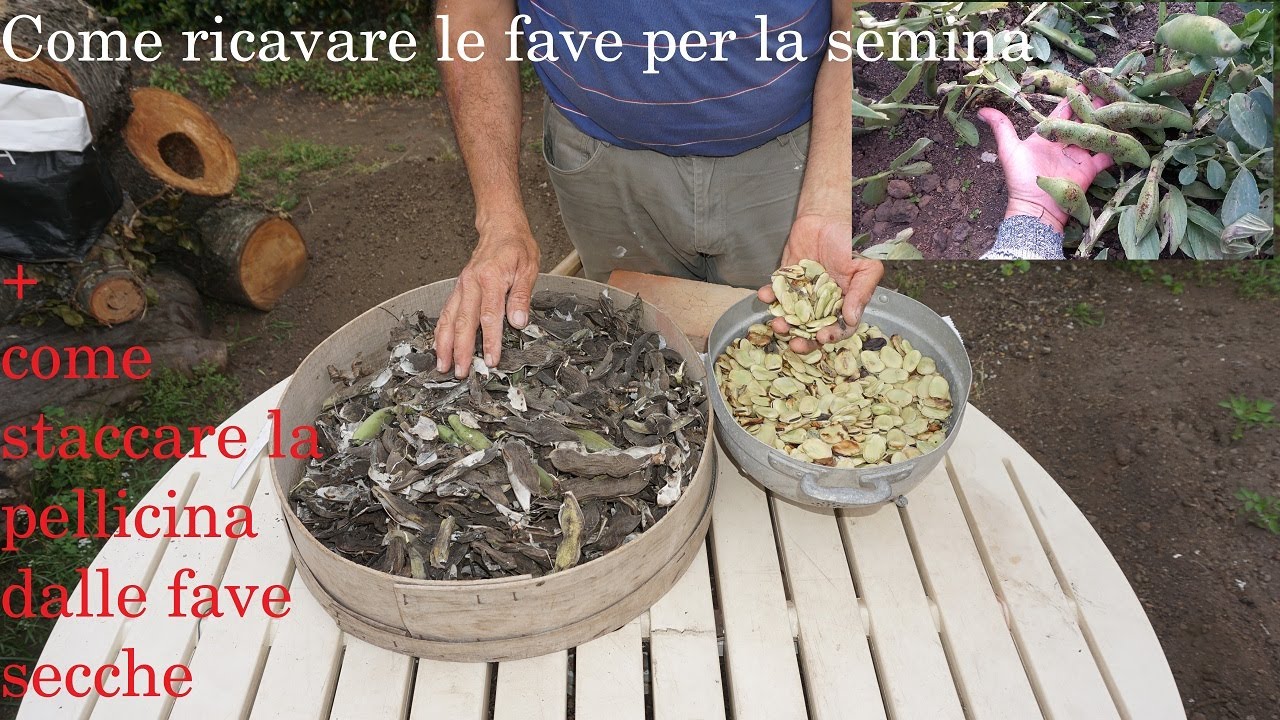Come autoprodurre le fave per la semina + come decorticare le fave secche