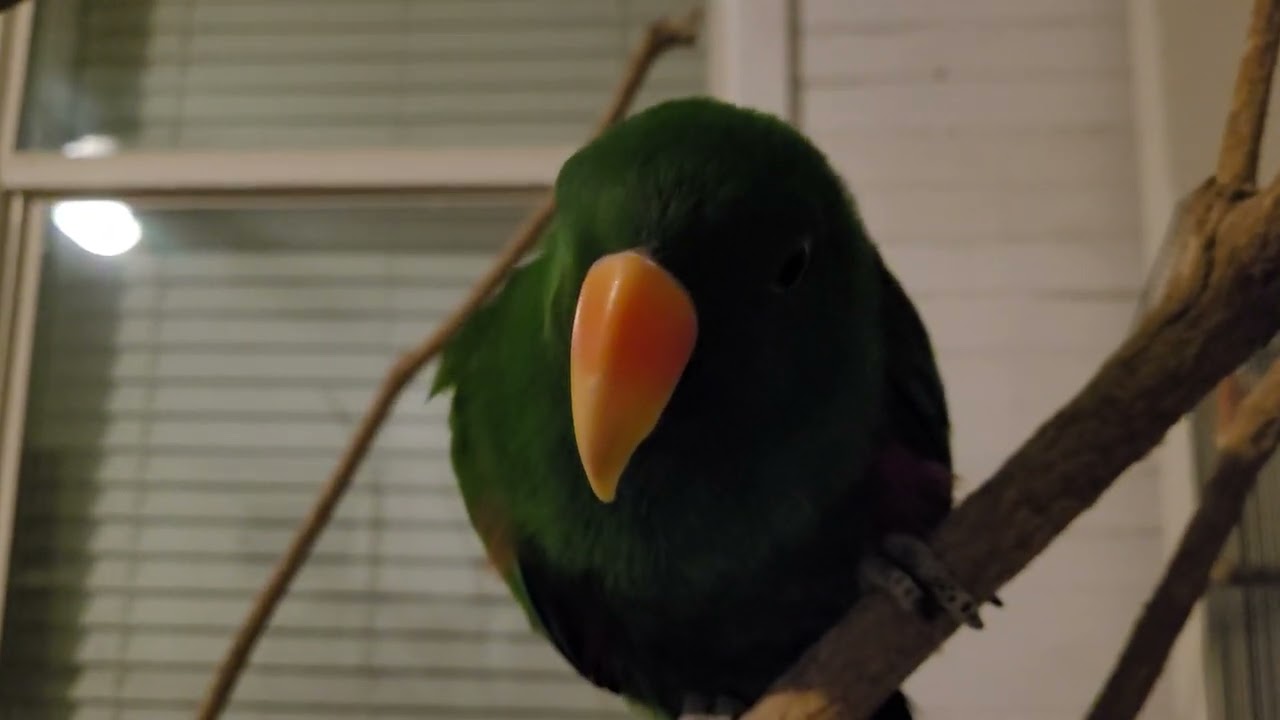What it is like having a eclectus parrot!🦜🦜🦜