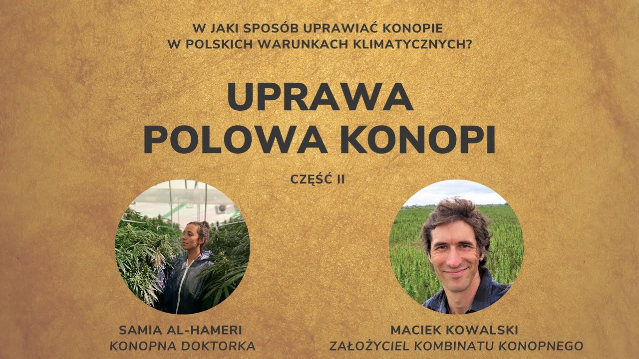Uprawa polowa konopi, część II