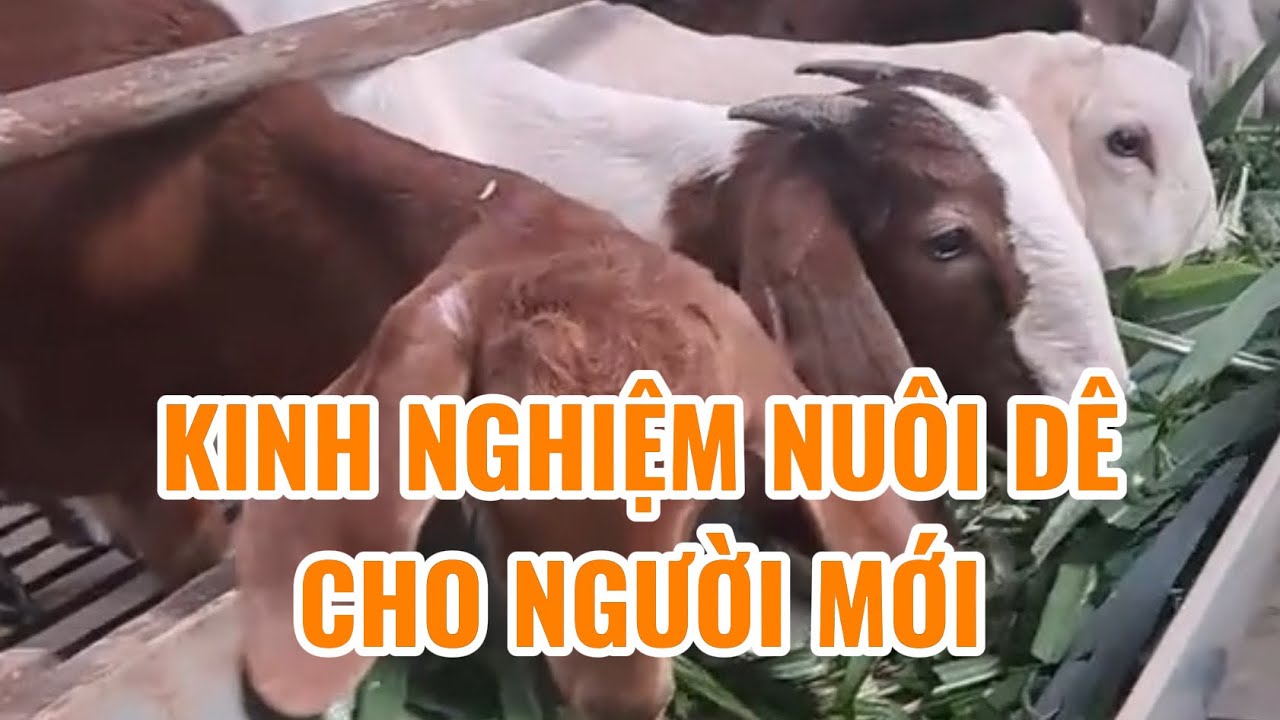 Chăm Dê Không Khó: Người Mới Cũng Áp Dụng Được Ngay