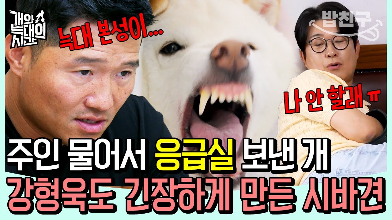[#밥친구] 늑대? 야생 개? 주인 물어서 응급실 보낸 시바견 등장에 강형욱도 긴장⚠️ | 개와 늑대의 시간 4회