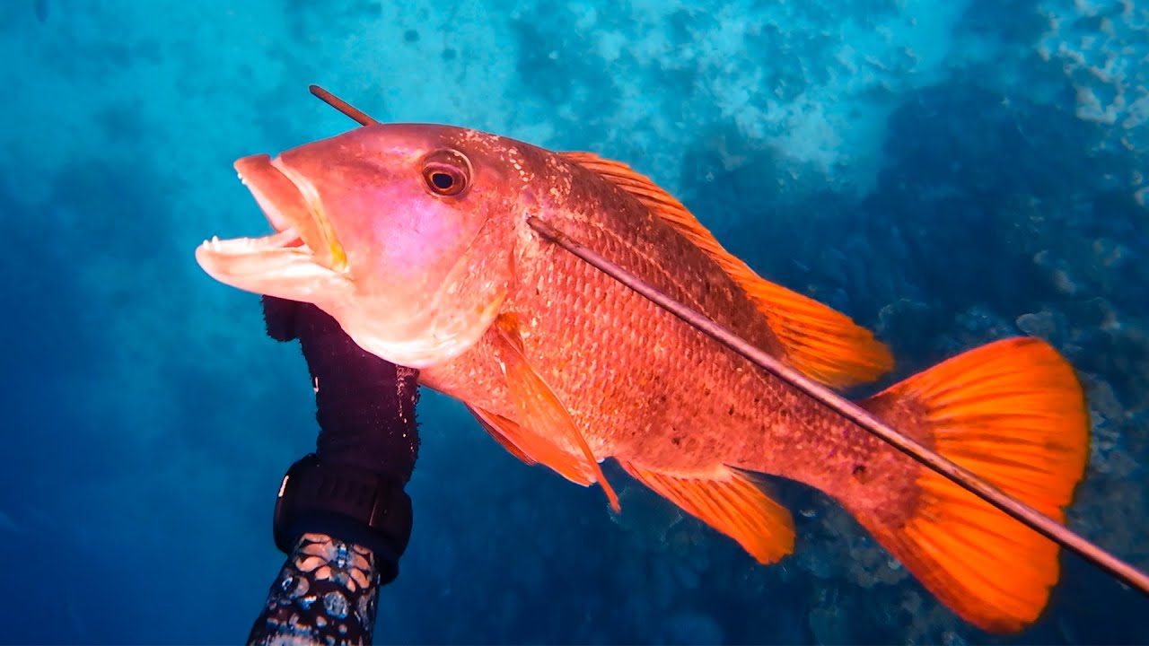 Hunting Elusive Reef Fish - Spearfishing Indonesia