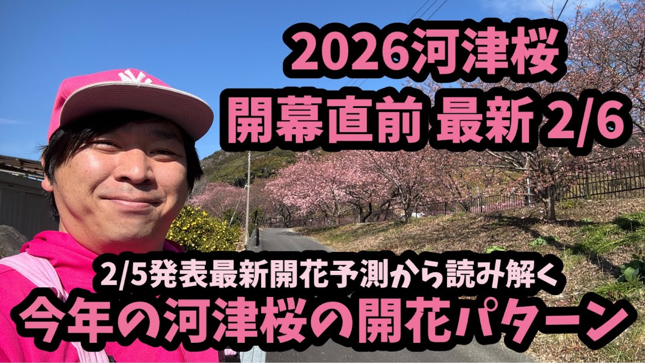 【2026河津桜】 2/6 最新開花予測 開花パターン ライブカメラ