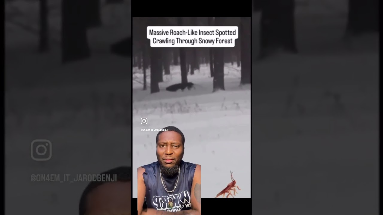 You Won&rsquo;t Believe How Big This Roach Is Crawling in the Snow!