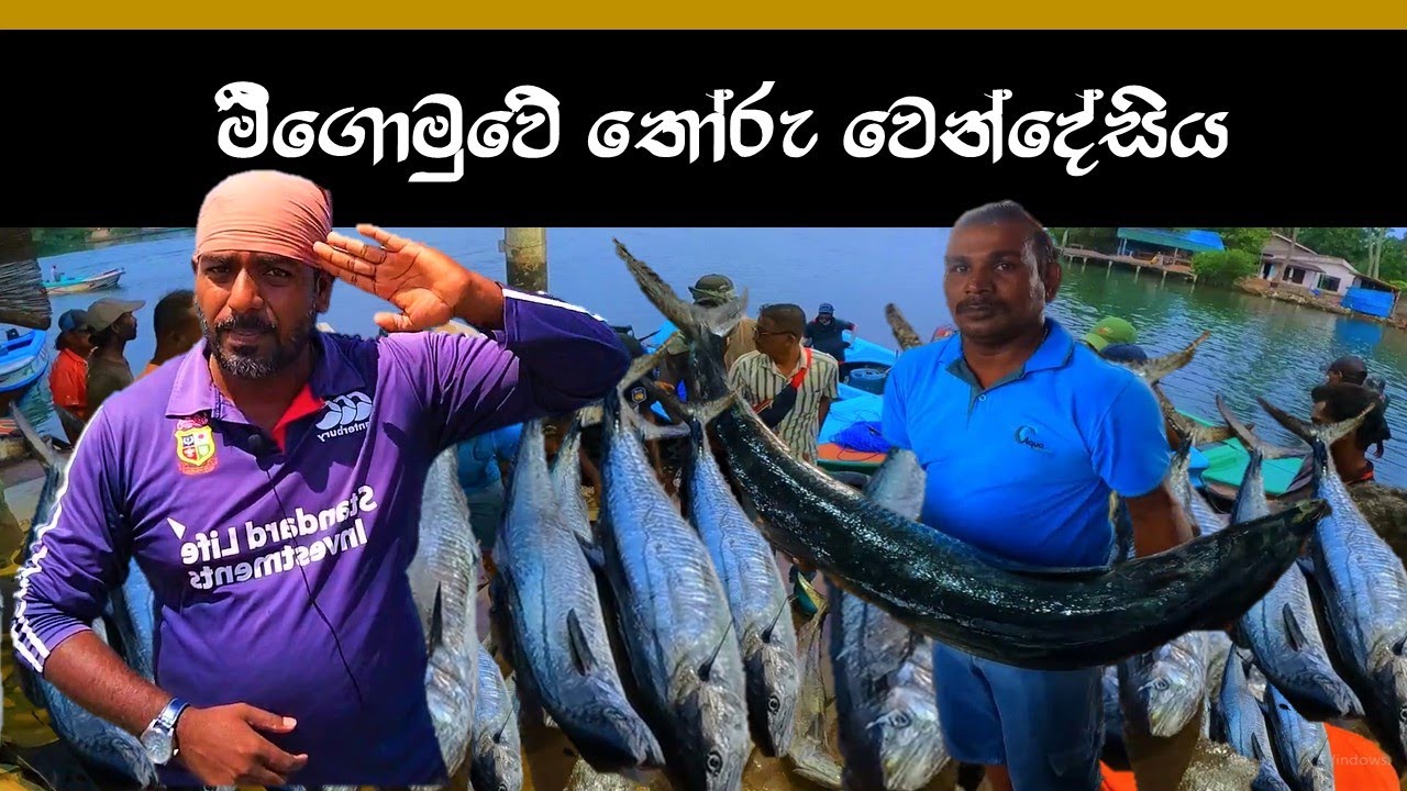 සද්ධන්ත තෝරු වෙන්දේසිය | unbelievable seer fish auction  🇱🇰💯🤑