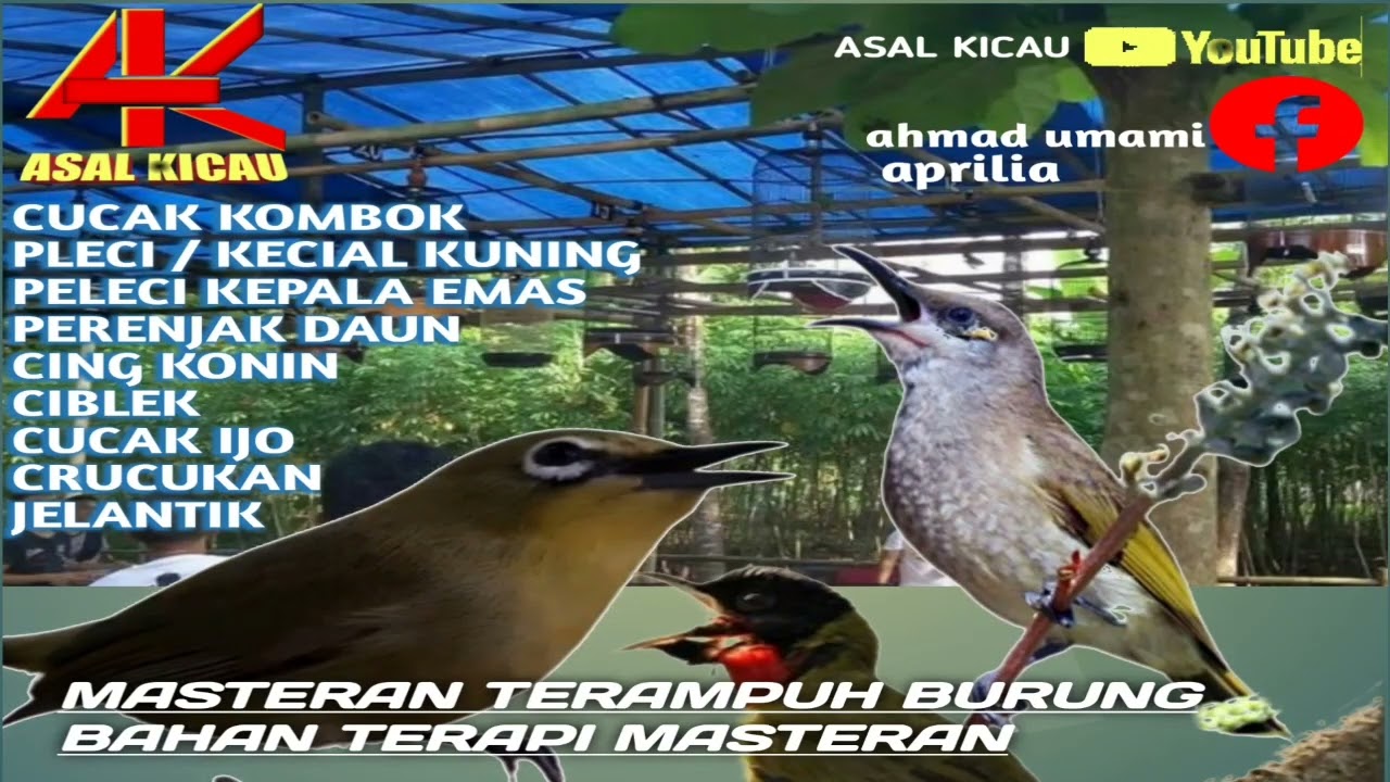 Masteran Burung cucak kombok yang dicari juri saat lomba