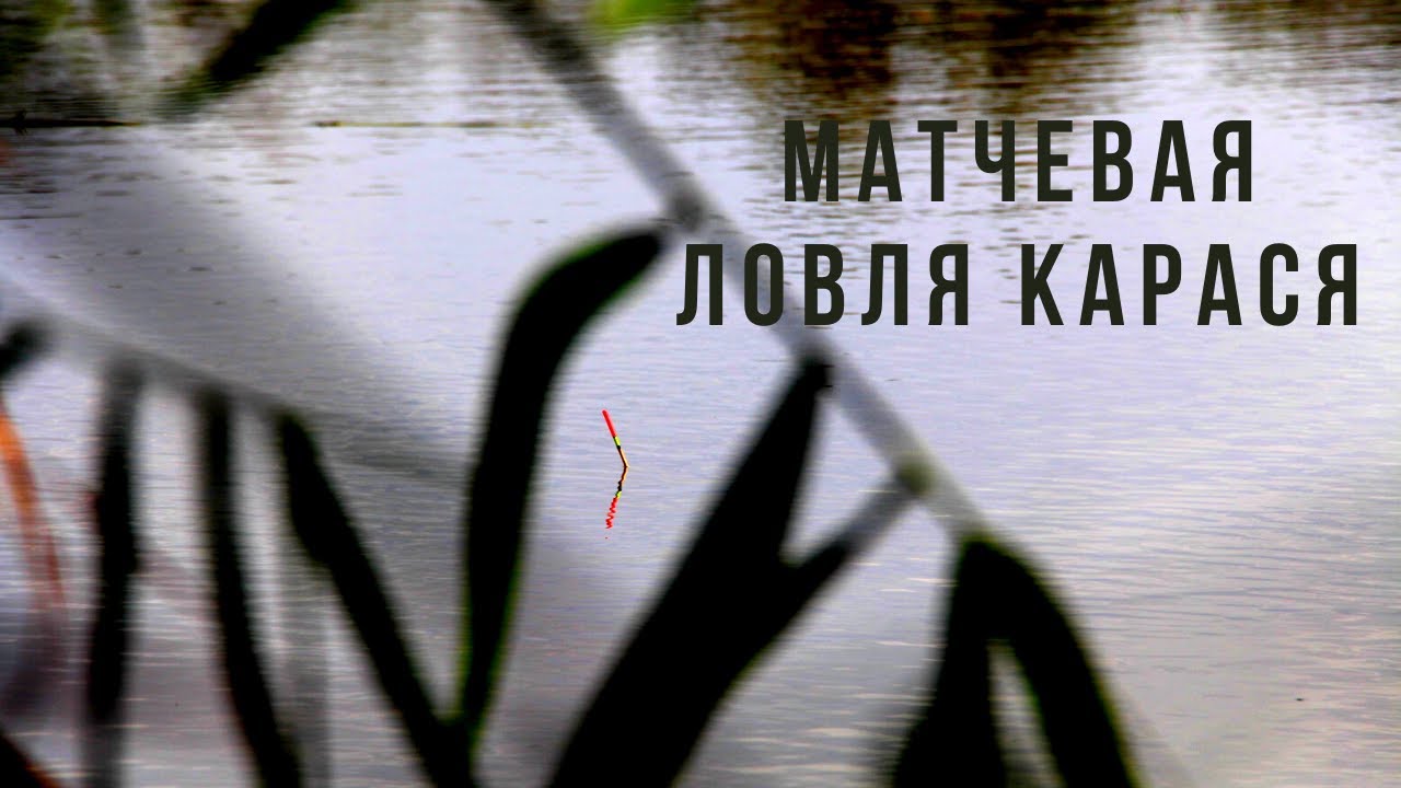 МАТЧЕВАЯ ЛОВЛЯ КРУПНОГО КАРАСЯ.. КАРПЫ РВУТ ЛЕСКУ...