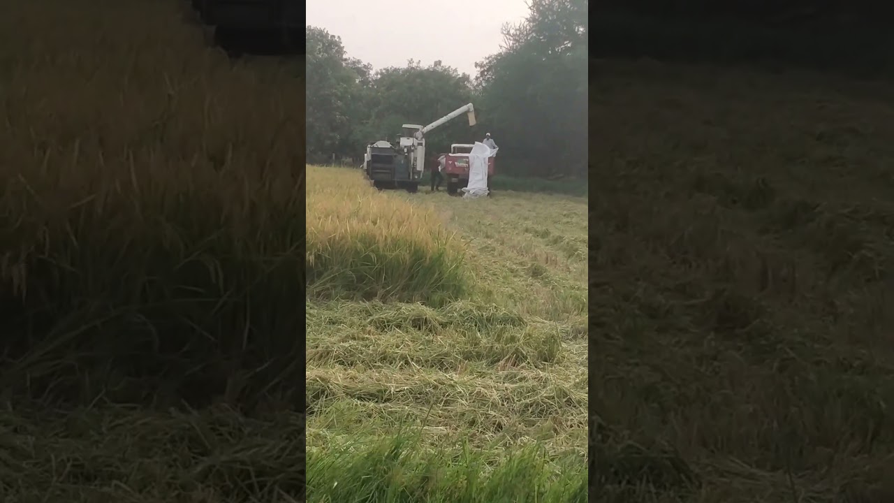 Farming .. We Visit the Paddy Cutting Machine, At Paddy Farm, At - Kanad, Surat.