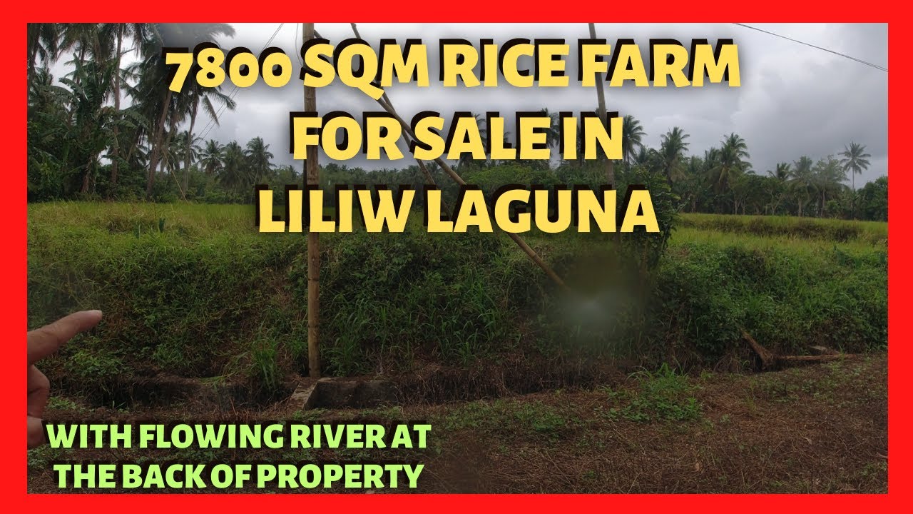 7800 sqm Rice Farm in Liliw Laguna for Sale (Lot Code: 2332)