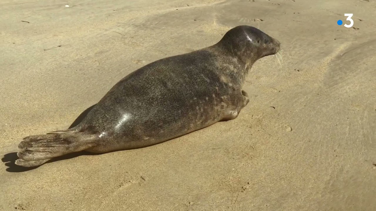 Un phoque sur la plage de Luc sur Mer, en Normandie, il ne faut pas s'approcher aussi pr&egrave;s