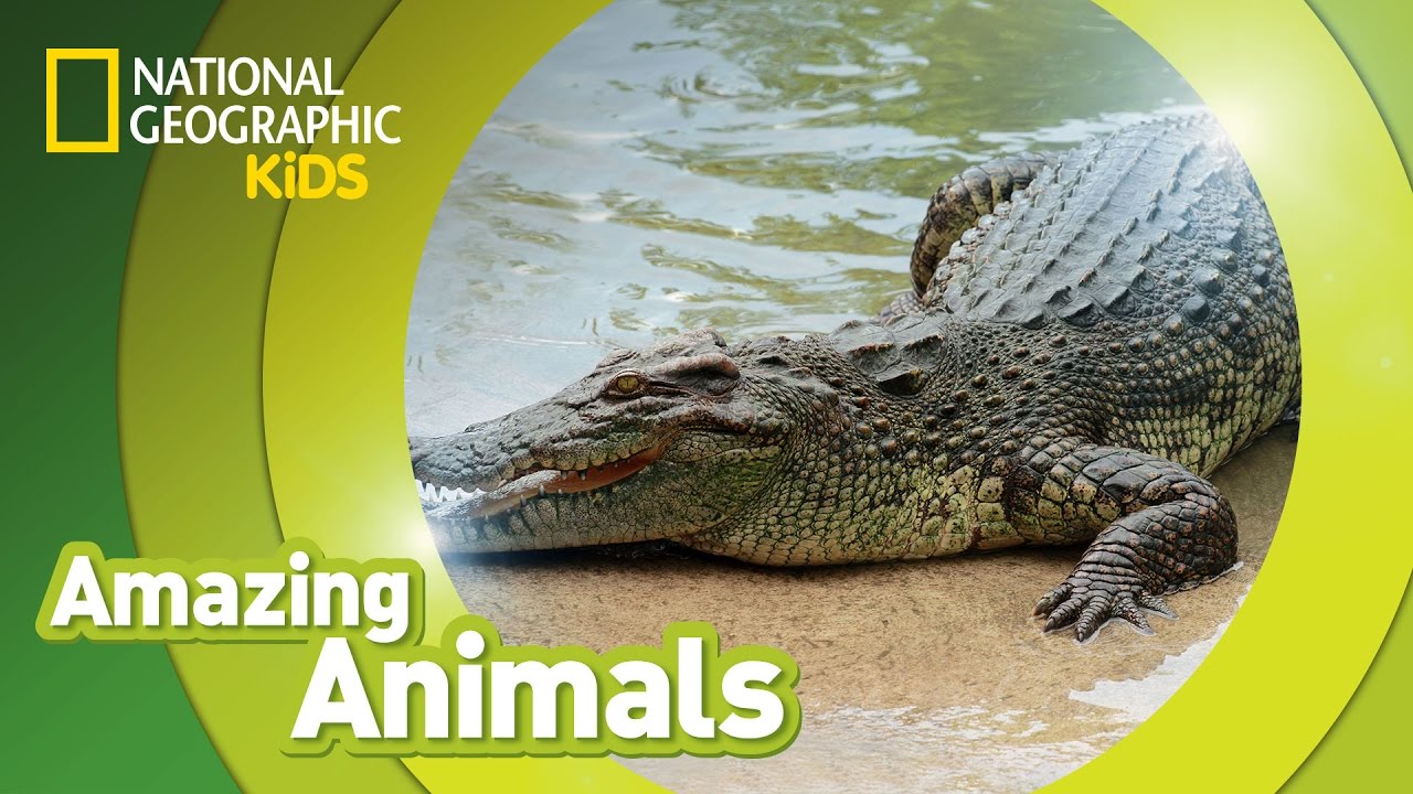 Crocodile | Amazing Animals