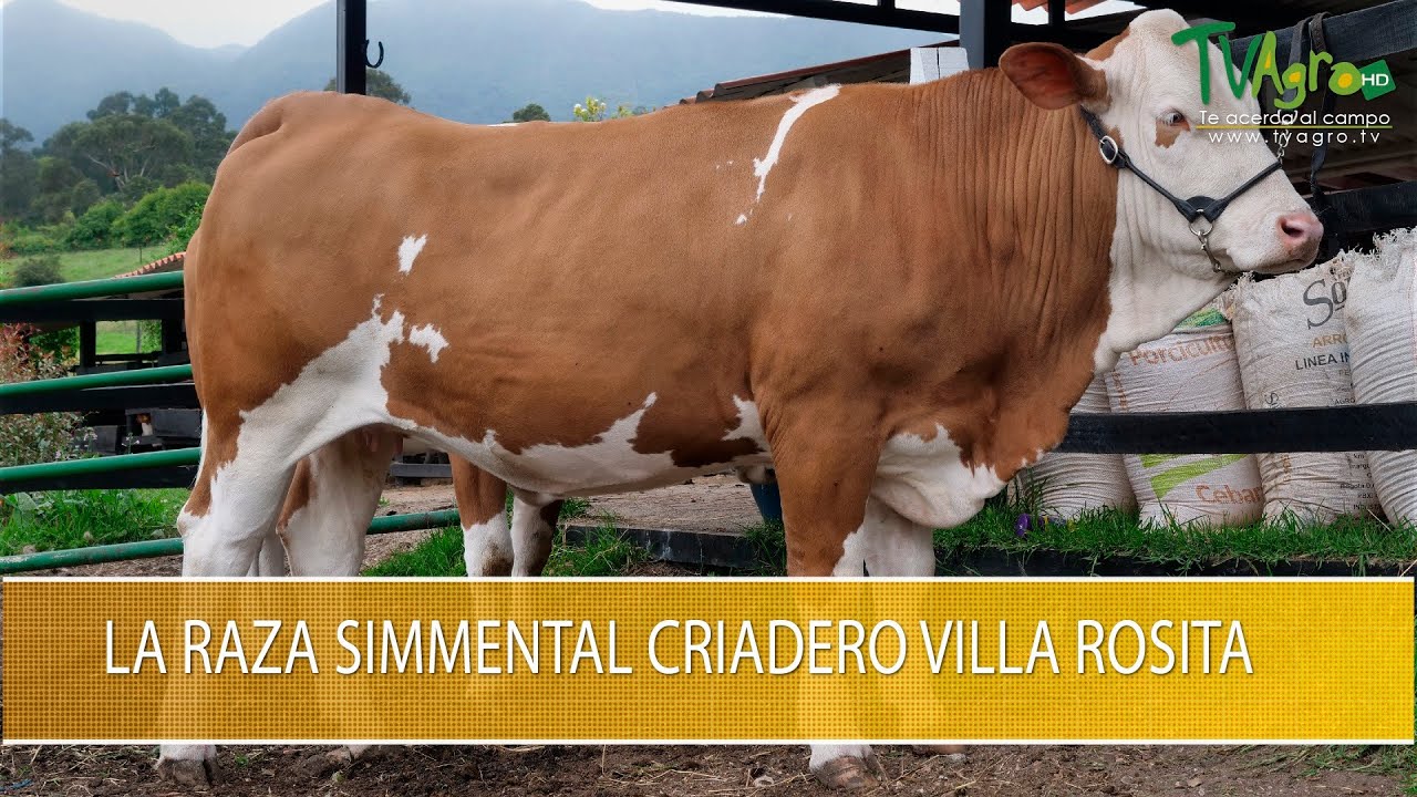 La Raza Simmental Criadero Villa Rosita - TvAgro por Juan Gonzalo Angel Restrepo