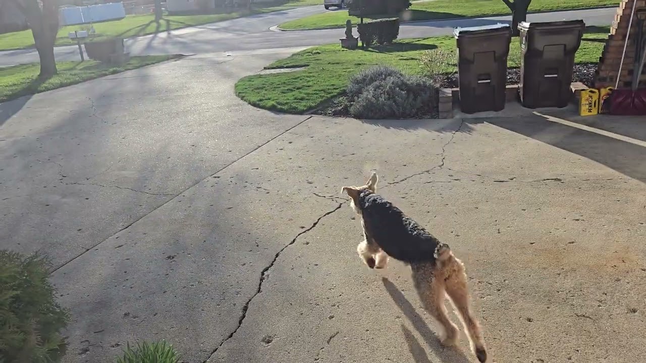 Bella the Airedale fetches the newspaper