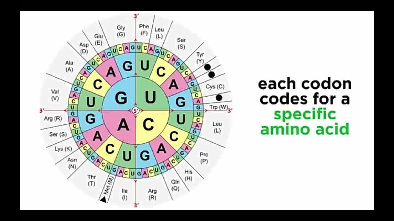 Translation (Protein Synthesis)