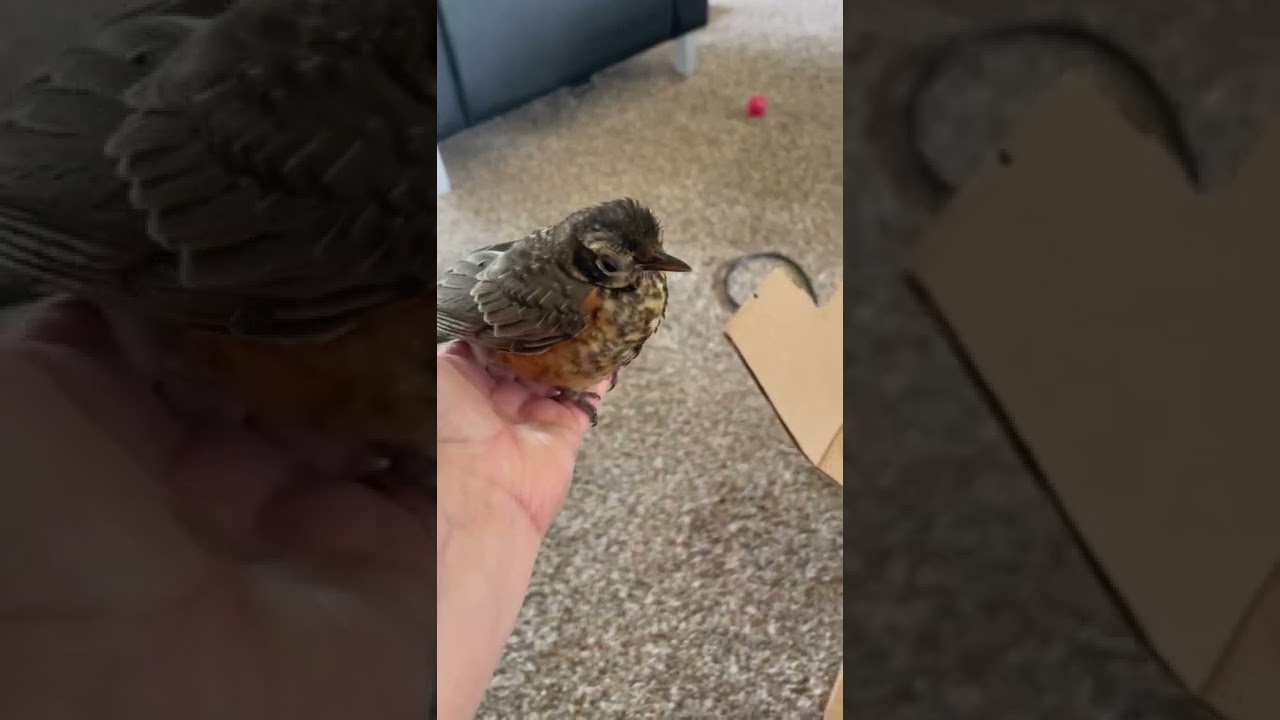 Bird rehab