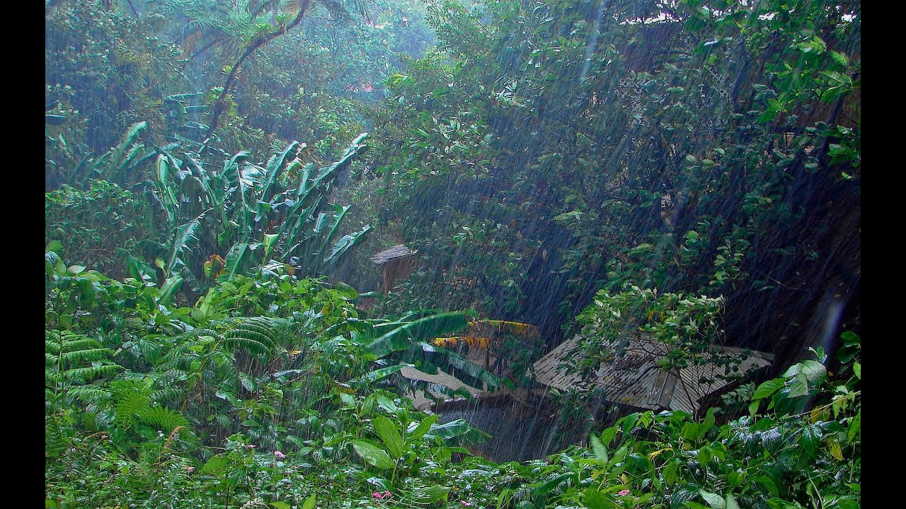 RAIN IN THE WOODS & BIRDS | White Noise For Relaxation, Tinnitus or Sleep | 10 HOURS