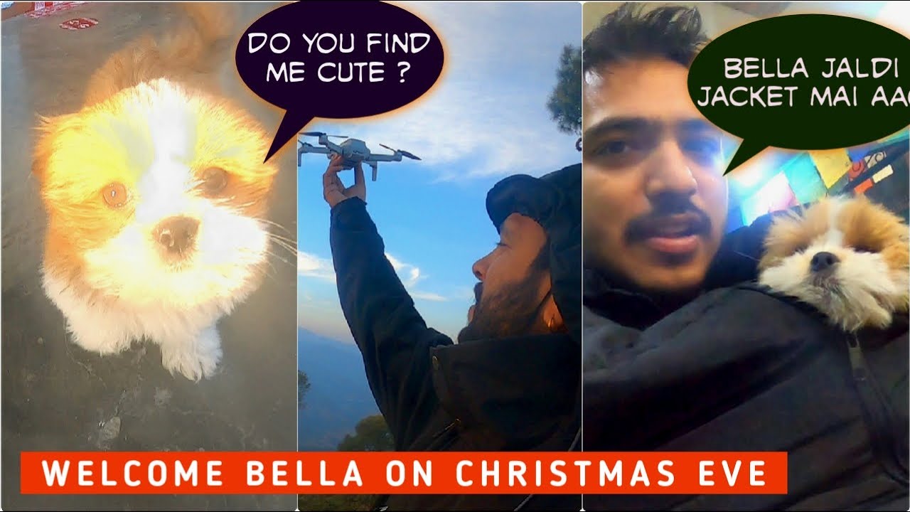 MERE GHAR AAYI EK NANHI PARI 😍 WELCOME BELLA CUTE BABY DOG | NIKHIL RANA VLOGS  | LHASA APSO BABY