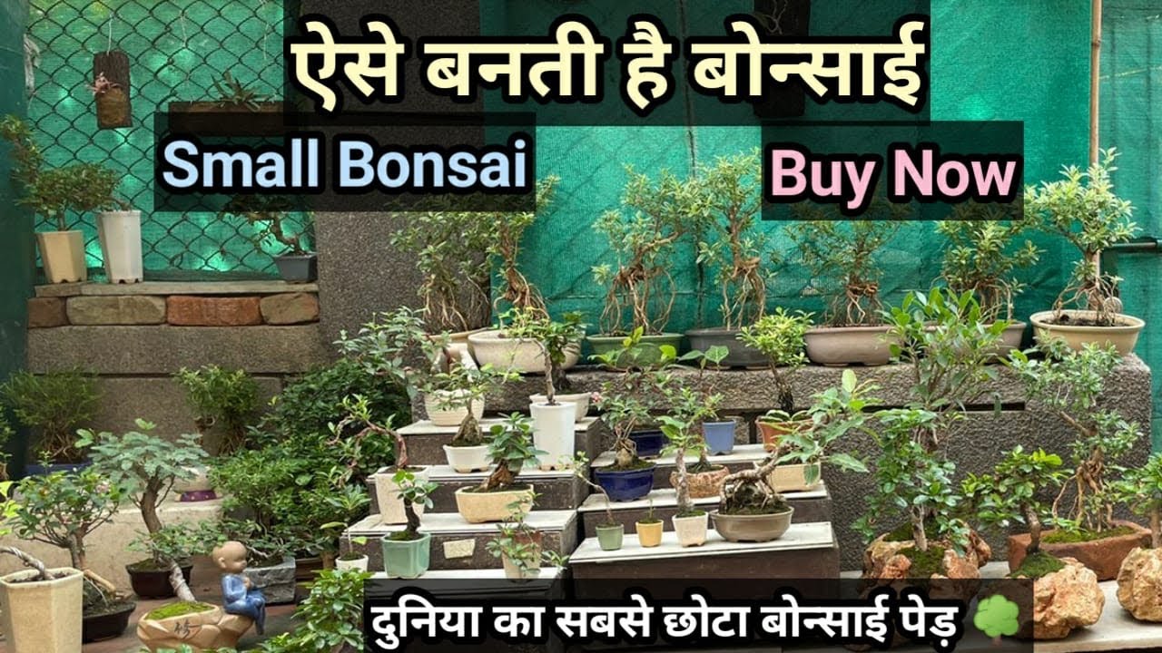दुनिया का सबसे छोटा बोन्साई पेड़ 🌳 - यहाँ से खरीदें सभी Bonsai और  Plants बहुत ही कम Price मैं