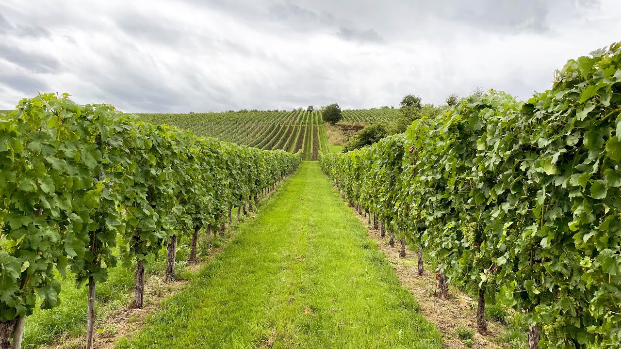 Wandelen bij de Moezel - Seitensprung Longuicher Sauerbrunnen