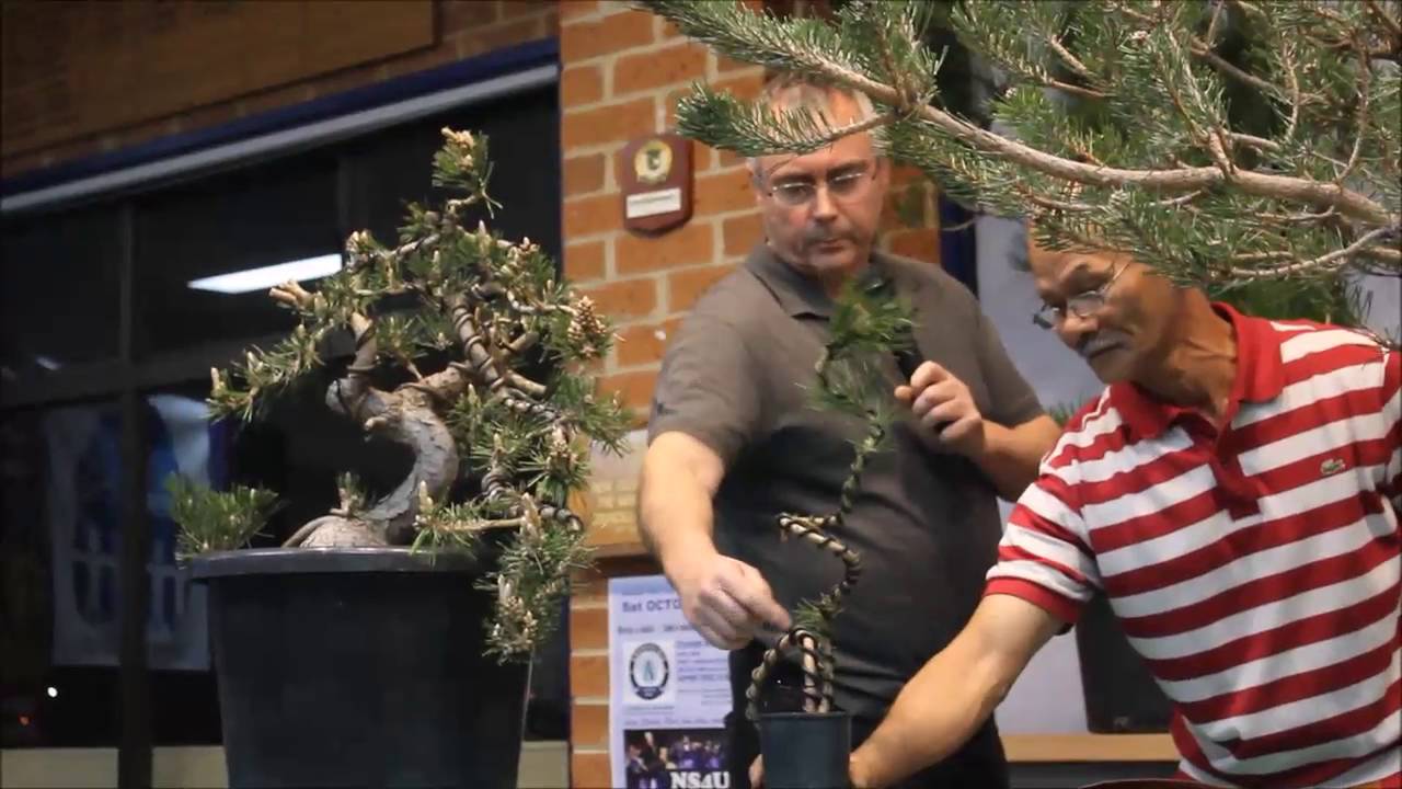 Hanh Baloc bonsai